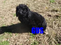 Gus, a male Poodle - Miniature  for sale in Jasper, AR – Photo 4 of 10