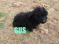 Gus, a male Poodle - Miniature  for sale in Jasper, AR – Photo 3 of 10