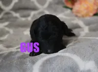 Gus, a male Poodle - Miniature  for sale in Jasper, AR – Photo 10 of 10