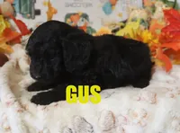Gus, a male Poodle - Miniature  for sale in Jasper, AR – Photo 6 of 10