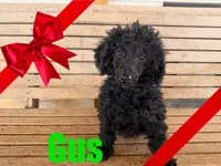Gus, a male Poodle - Miniature  for sale in Jasper, AR – Photo 2 of 10
