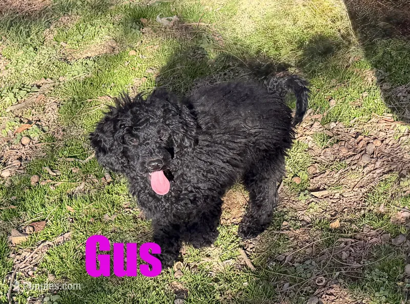Gus