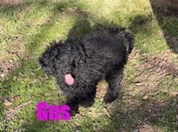Gus, a male Poodle - Miniature  for sale in Jasper, AR – Photo 1 of 10