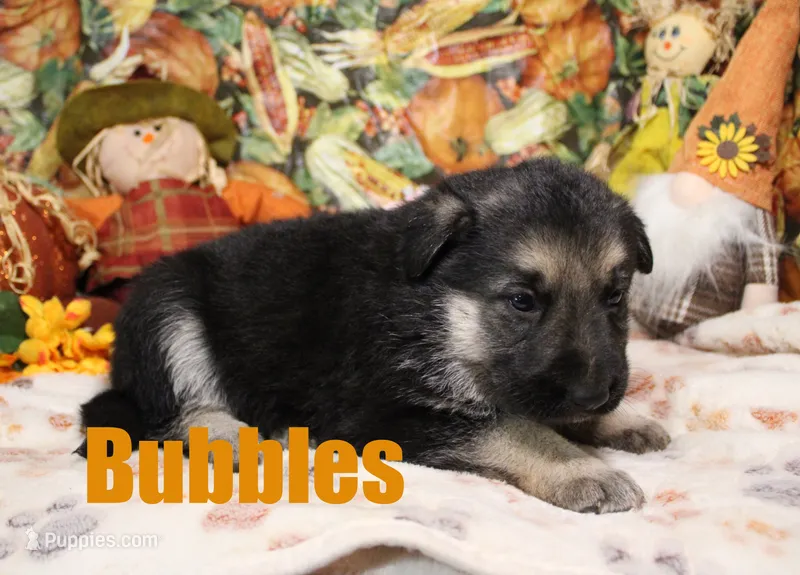 Bubbles – German Shepherd Dog puppy for sale in Jasper, AR