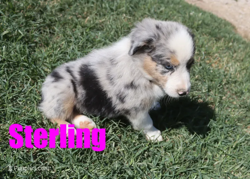 Sterling – Australian Shepherd puppy for sale in Jasper, AR