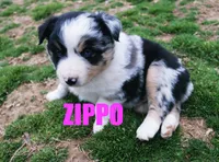 Zippo, a male Australian Shepherd for sale in Jasper, AR – 4 of 7