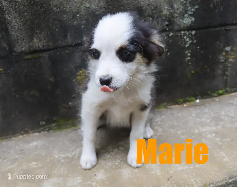 Marie – Miniature Australian Shepherd puppy for sale in Jasper, AR
