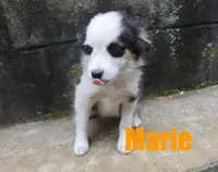 Marie, a female Miniature Australian Shepherd for sale in Jasper, AR – 3 of 10