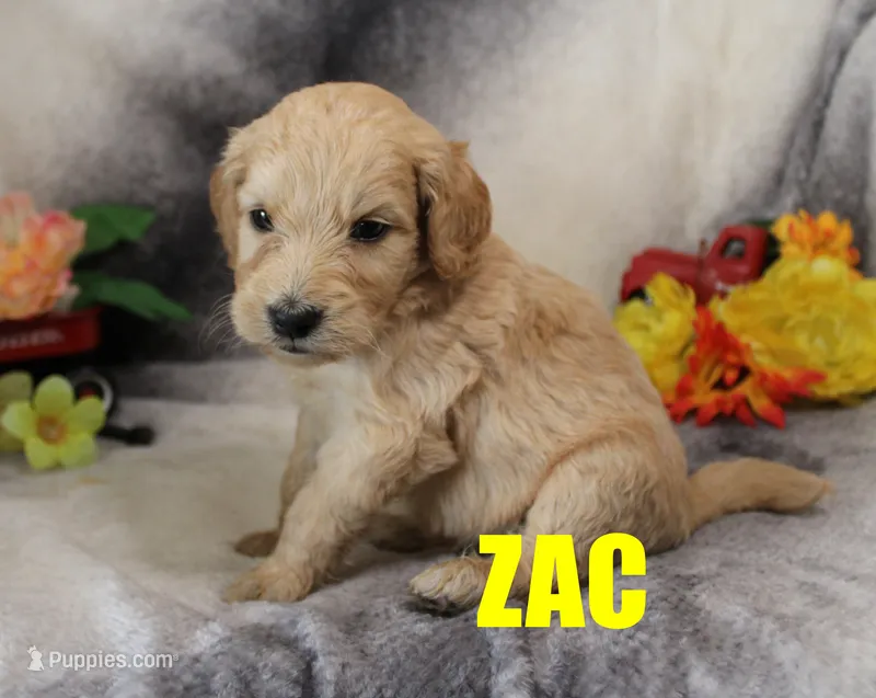Zac – Goldendoodle puppy for sale in Jasper, AR