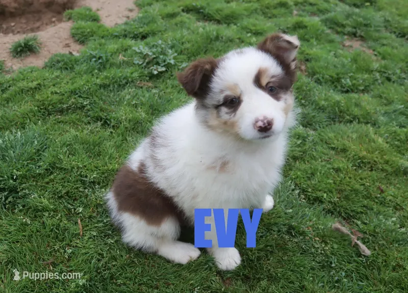 Evy – Australian Shepherd puppy for sale in Jasper, AR