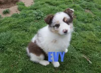 Evy, a female Australian Shepherd for sale in Jasper, AR – Photo 1 of 6
