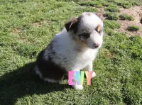 Evy, a female Australian Shepherd for sale in Jasper, AR – Photo 2 of 6