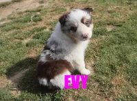 Evy, a female Australian Shepherd for sale in Jasper, AR – Photo 1 of 4