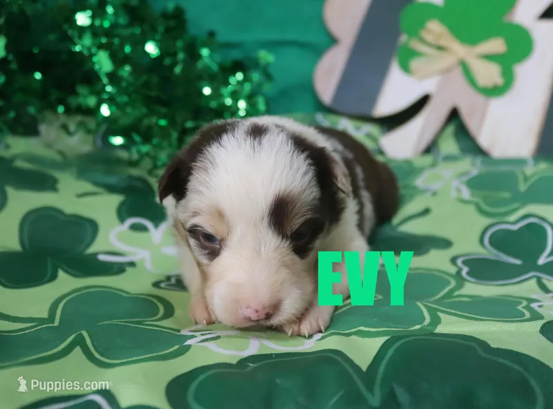 Evy – Australian Shepherd puppy for sale in Jasper, AR