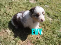 Evy, a female Australian Shepherd for sale in Jasper, AR – Photo 2 of 4