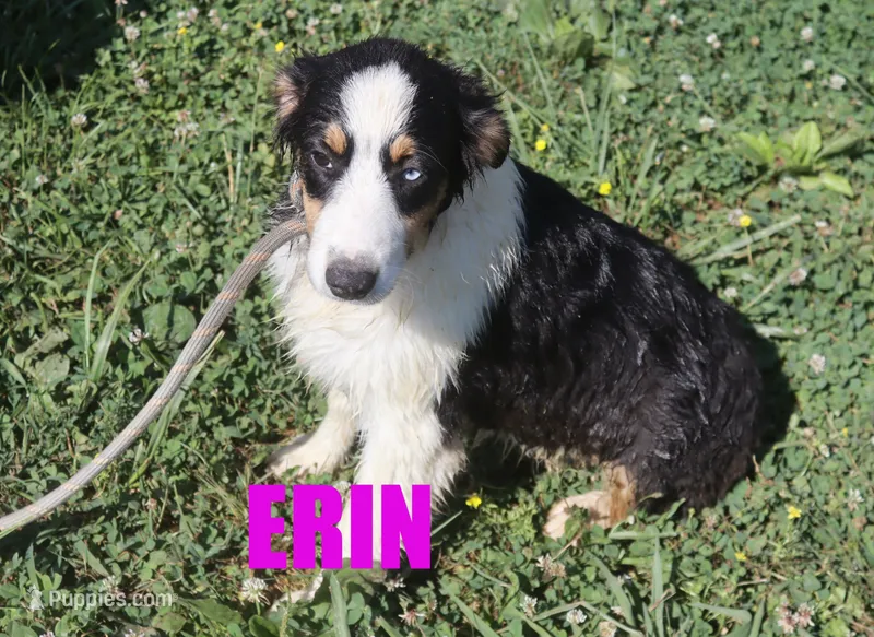 Erin – Australian Shepherd puppy for sale in Jasper, AR
