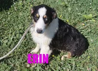 Erin, a female Australian Shepherd for sale in Jasper, AR – 1 of 10