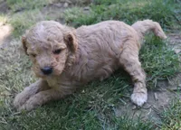 Pam, a female Poodle - Miniature  for sale in Jasper, AR – 3 of 3