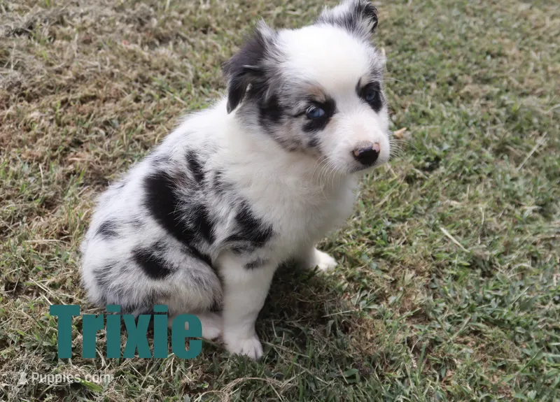 Trixie – Miniature Australian Shepherd puppy for sale in Jasper, AR