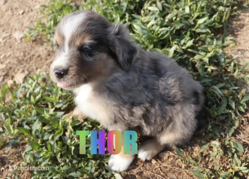 Thor – Miniature Australian Shepherd puppy for sale in Jasper, AR