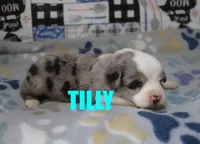 Tilly, a female Miniature Australian Shepherd for sale in Jasper, AR – 1 of 2