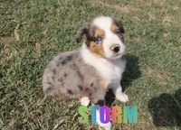 Storm, a male Australian Shepherd for sale in Jasper, AR – 2 of 2