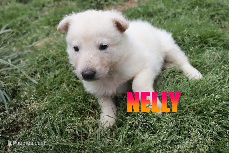 Nelly – German Shepherd Dog puppy for sale in Jasper, AR