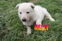 Nelly, a female German Shepherd Dog for sale in Jasper, AR – 1 of 1