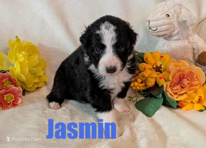 Jasmin – Australian Shepherd puppy for sale in Jasper, AR