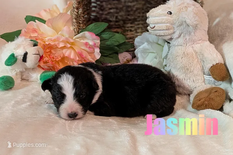 Jasmin – Australian Shepherd puppy for sale in Jasper, AR