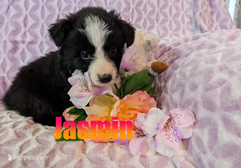 Jasmin – Australian Shepherd puppy for sale in Jasper, AR