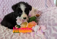 Jasmin, a female Australian Shepherd for sale in Jasper, AR – 4 of 6