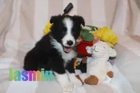 Jasmin, a female Australian Shepherd for sale in Jasper, AR – 3 of 6