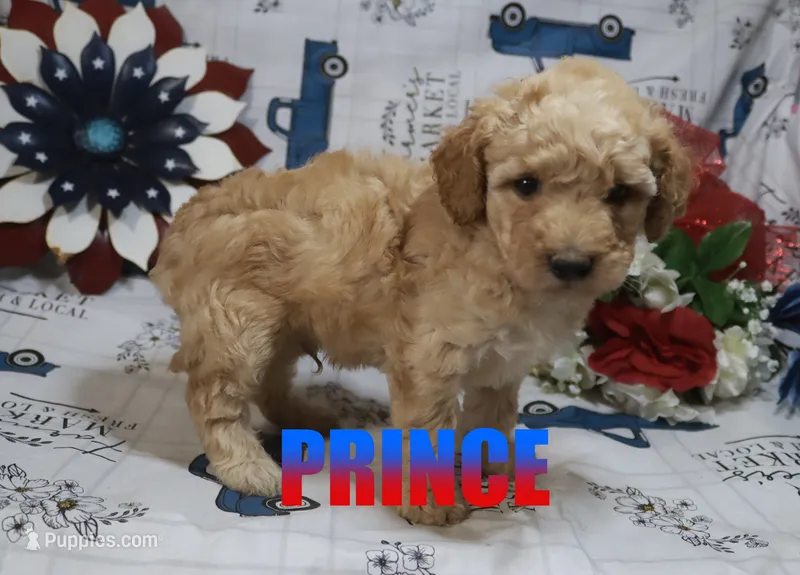 Prince – Poodle - Miniature  puppy for sale in Jasper, AR