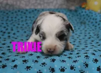 Trixie, a female Miniature Australian Shepherd for sale in Jasper, AR – 2 of 2