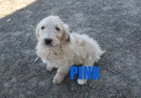 Pink, a female Goldendoodle for sale in Jasper, AR – Photo 4 of 10