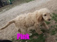 Pink, a female Goldendoodle for sale in Jasper, AR – Photo 3 of 10