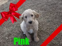 Pink, a female Goldendoodle for sale in Jasper, AR – Photo 5 of 10