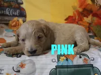 Pink, a female Goldendoodle for sale in Jasper, AR – Photo 9 of 10