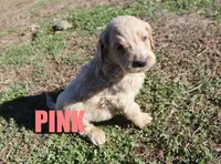 Pink, a female Goldendoodle for sale in Jasper, AR – Photo 7 of 10