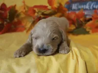 Pink, a female Goldendoodle for sale in Jasper, AR – Photo 10 of 10