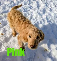 Pink, a female Goldendoodle for sale in Jasper, AR – Photo 2 of 10