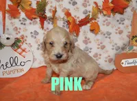 Pink, a female Goldendoodle for sale in Jasper, AR – Photo 8 of 10
