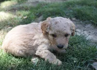 Prince, a male Poodle - Miniature  for sale in Jasper, AR – 3 of 3
