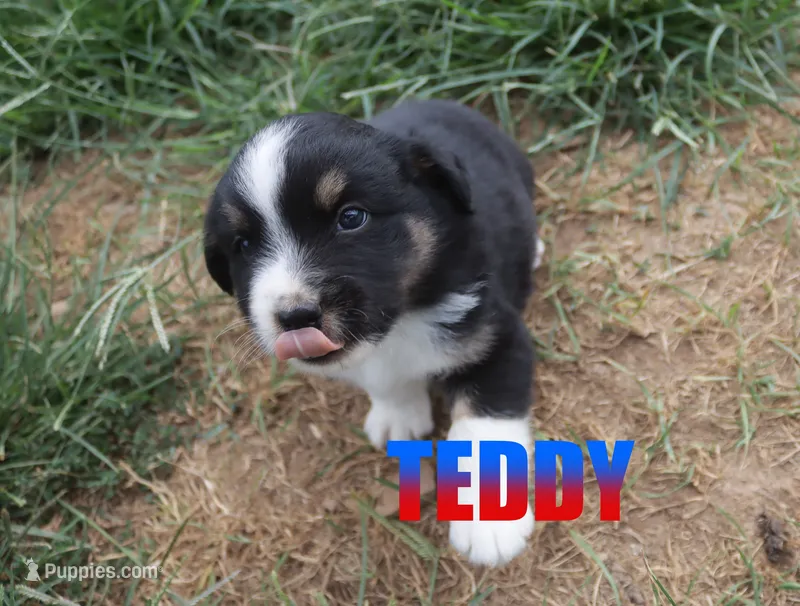 Teddy – Miniature Australian Shepherd puppy for sale in Jasper, AR