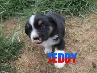 Teddy, a male Miniature Australian Shepherd for sale in Jasper, AR – 5 of 8