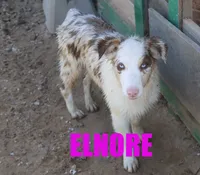 Elinore, a female Australian Shepherd for sale in Jasper, AR – 1 of 10