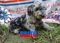 Balto, a male Miniature Aussiedoodle for sale in Jasper, AR – 2 of 10