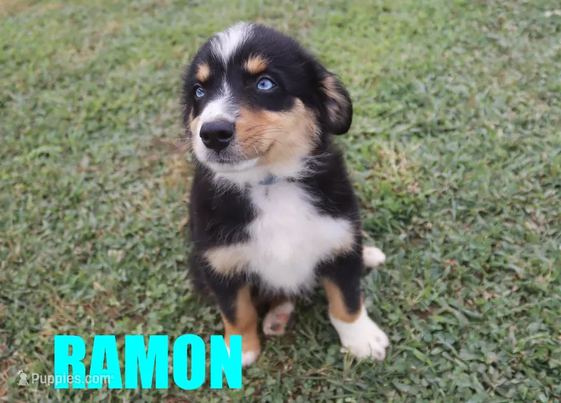 Ramon – Australian Shepherd puppy for sale in Jasper, AR