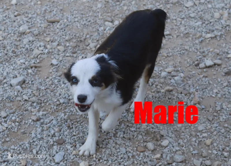 Marie – Miniature Australian Shepherd puppy for sale in Jasper, AR